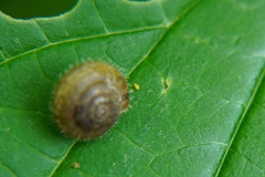 Sminthurinus aureus