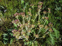 Chaerophyllum eriopodum