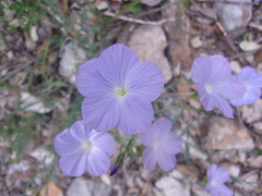 Linum alpinum