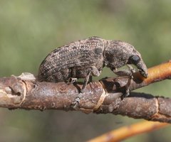 Taburnus neglectus
