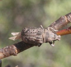 Taburnus neglectus