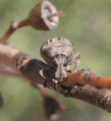 Taburnus neglectus