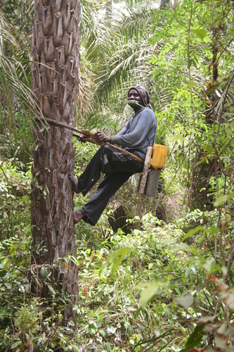 Elaeis guineensis image