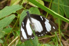 Papilio dardanus