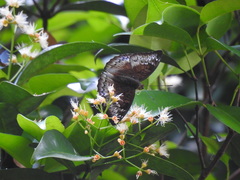 Euthalia monina monina