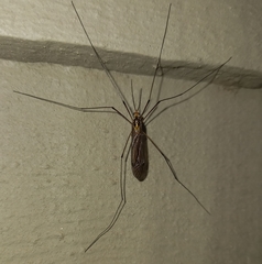 Nephrotoma antennata