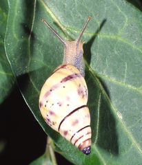 Rhachistia sticta