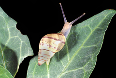 Rhachistia sticta