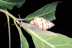 Rhachistia sticta