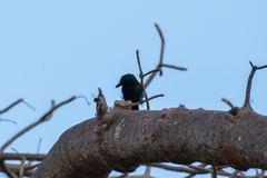 Laniarius funebris