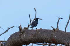 Laniarius funebris