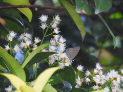 Deudorix epijarbas cinnabarus