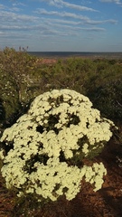 Verticordia polytricha