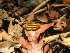 Lasippa tiga siaka