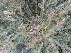 Encephalartos cycadifolius