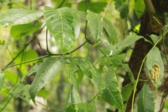 Melicope lunu-ankenda