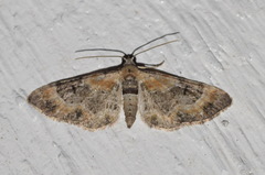 Eupithecia linariata