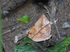 Zeuxidia amethystus amethystus