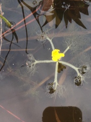 Utricularia radiata