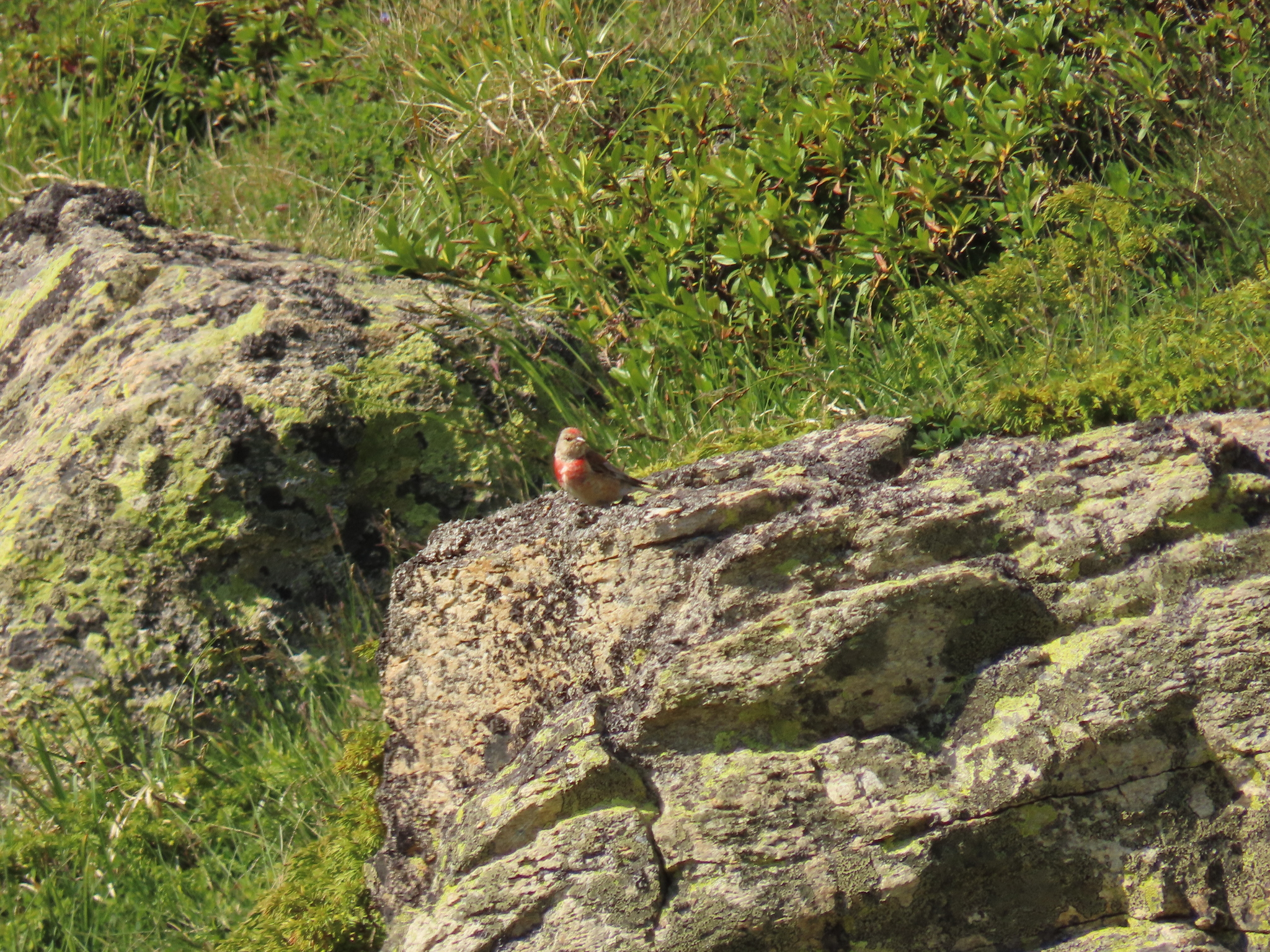 Common Linnet