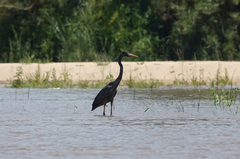 Ardea humbloti