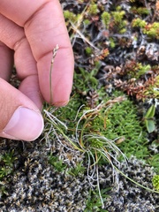 Carex myosuroides