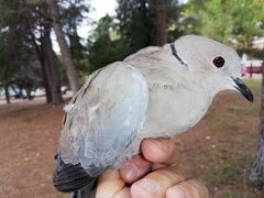 Streptopelia decaocto