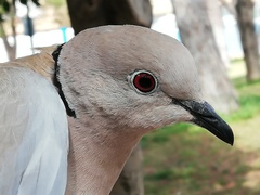 Streptopelia decaocto