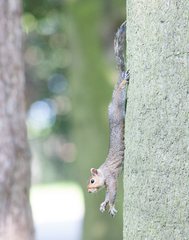 Sciurus carolinensis