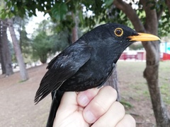 Turdus merula