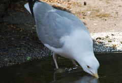 Larus argentatus