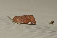 Cosmia affinis