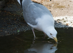 Larus argentatus