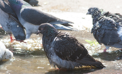 Columba livia domestica