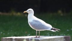 Larus argentatus