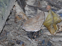 Zeuxidia amethystus amethystus