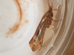 Limnephilus marmoratus