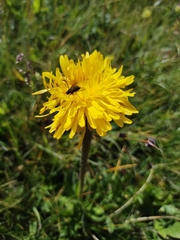 Hypochaeris uniflora