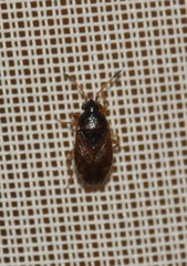 Stygnocoris