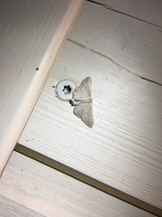 Idaea sylvestraria