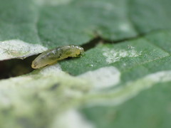 Amauromyza labiatarum