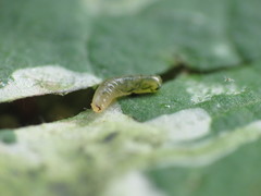 Amauromyza labiatarum