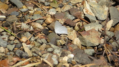 Curetis acuta paracuta