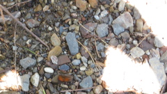 Curetis acuta paracuta