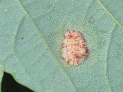 Aceria pseudoplatani