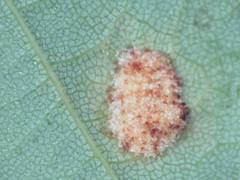 Aceria pseudoplatani
