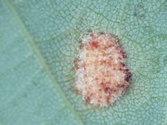 Aceria pseudoplatani