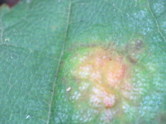 Aceria pseudoplatani