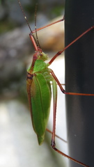 Shirakisotima japonica