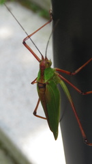 Shirakisotima japonica